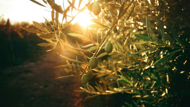Olives, els fruits de l'olivera