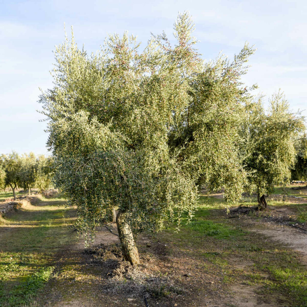 Exemplar d'olivera